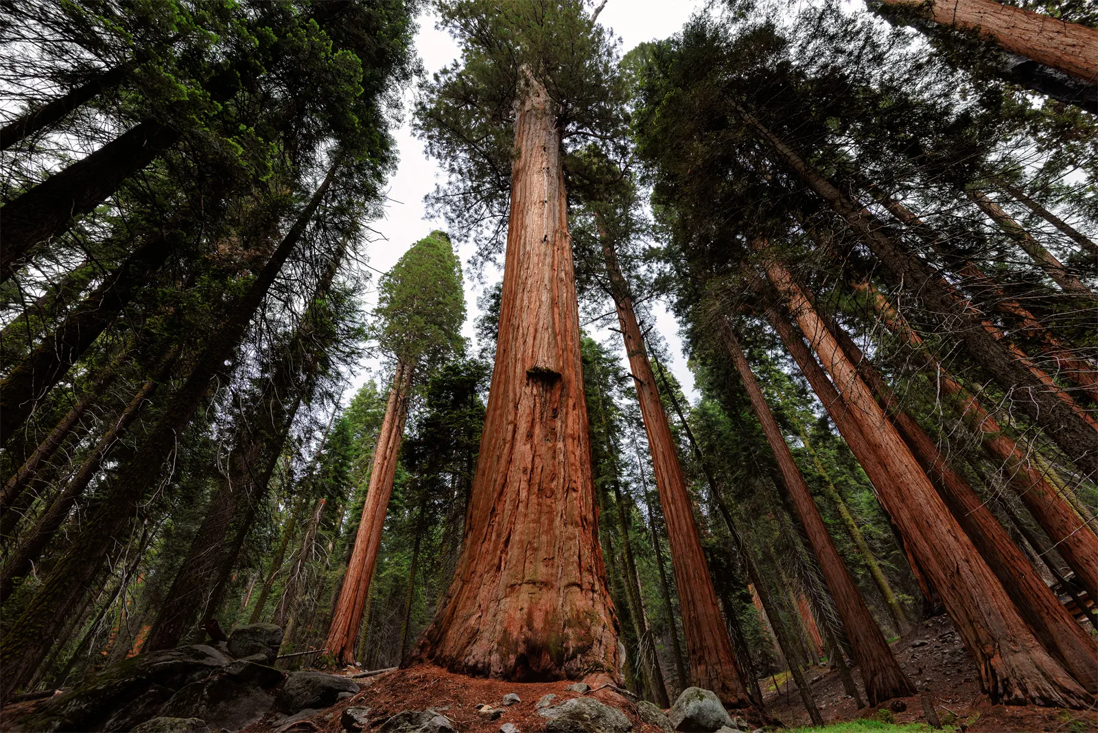 giant-trees
